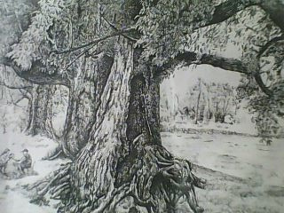 2012年钢笔画 《老树》